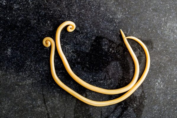 Homeopathic Treatments for Ascarides (Roundworm Infestation)