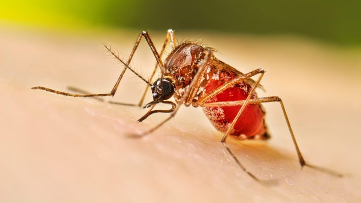 Homeopathic Treatments for Dengue